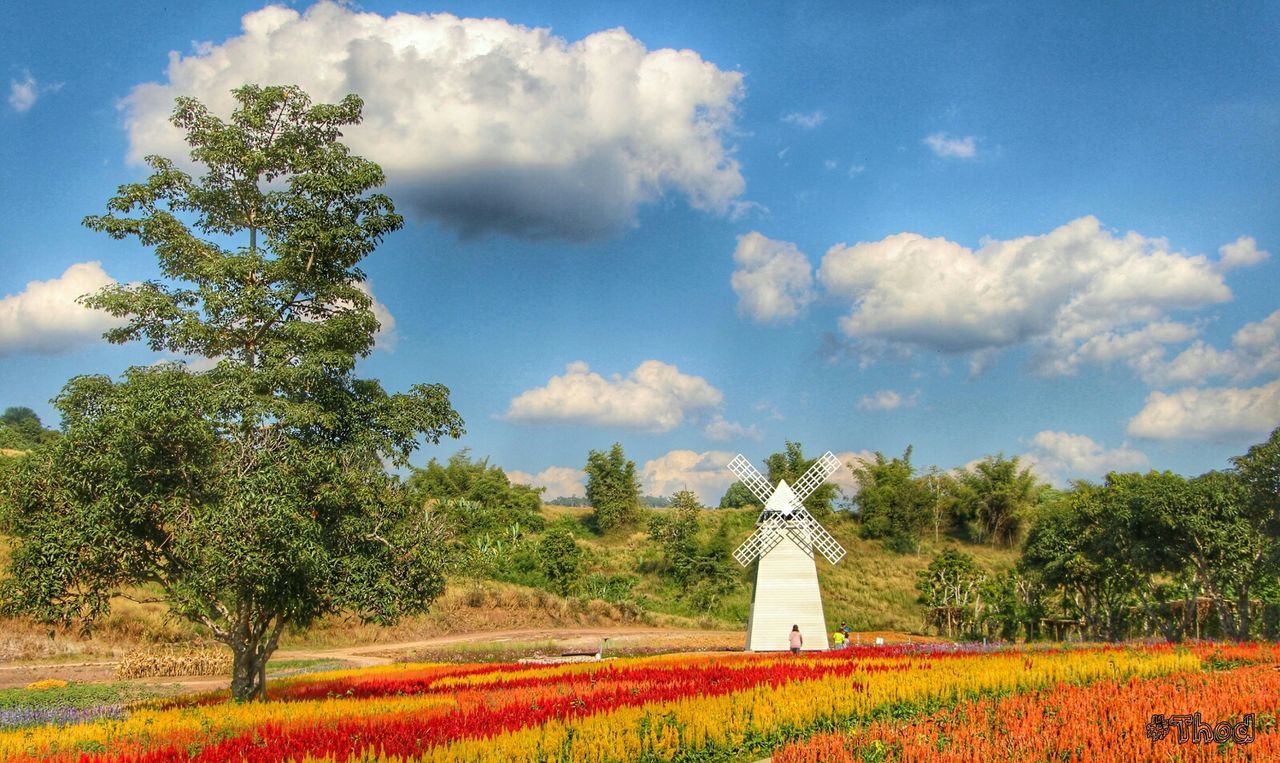 tree, sky, growth, field, tranquility, cloud - sky, landscape, beauty in nature, tranquil scene, nature, rural scene, scenics, cloud, grass, flower, green color, agriculture, yellow, plant, cloudy