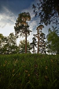 Trees on grassy field