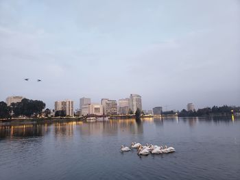 Birds flying over sea in city