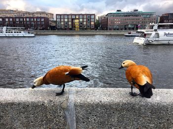 Ducks on harbor in city against sky