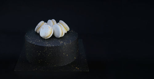 Close-up of seashells on black background