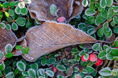 High angle view of dry leaves on field during winter