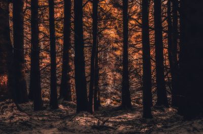 Trees in forest