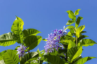 Low angle view of flowering plant against blue sky