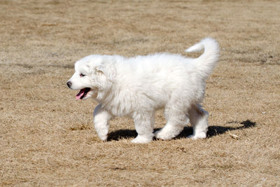 Side view of white dog running