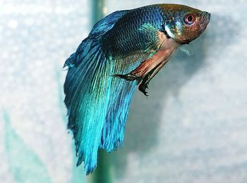 Close-up of siamese fighting fish swimming in aquarium