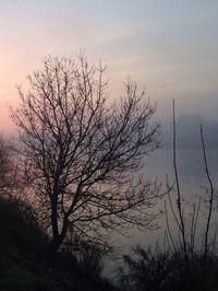 Bare trees against sky at sunset