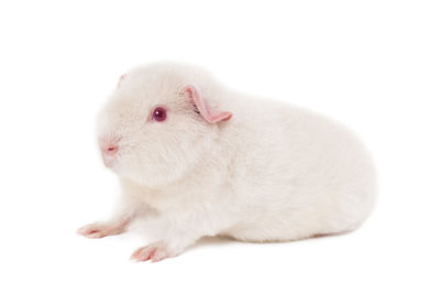 Close-up of a rabbit over white background