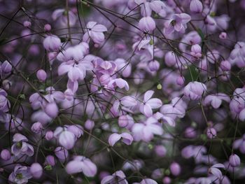 Close-up of flowers