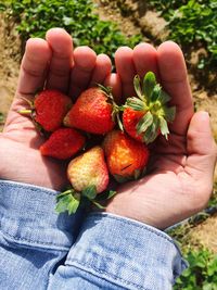 Midsection of person holding strawberries