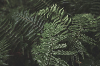 Close-up of fern leaves