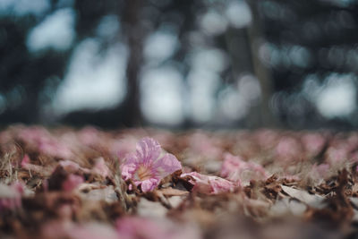 Close-up of pink cherry blossoms