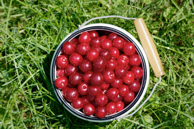 Harvesting prunus cerasus sour cherrys in garden, top view