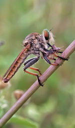 Close-up of insect on leaf