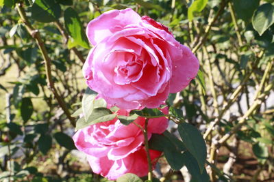 Close-up of wet pink rose blooming outdoors