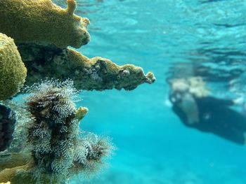 Close-up of fish underwater