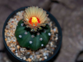 High angle view of succulent plant in pot