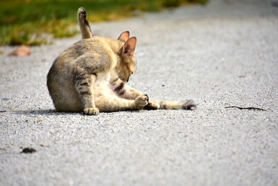 Close-up of dog lying on street