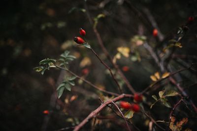 Close-up of red berries growing on plant