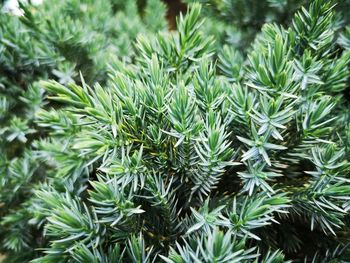 Close-up of pine tree