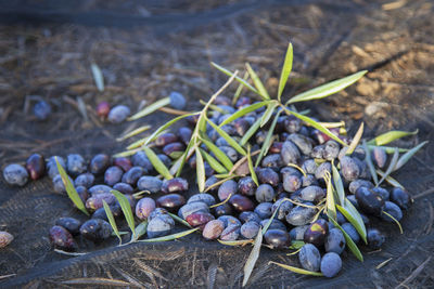 High angle view of black olives on ground