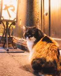 Portrait of cat sitting outdoors