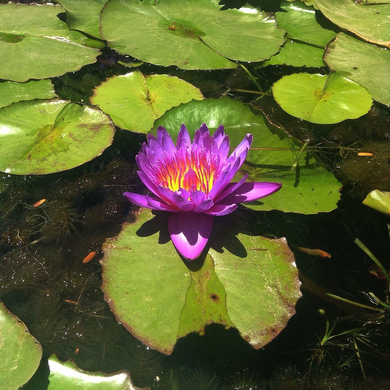 water lily, flower, leaf, freshness, petal, fragility, purple, pond, water, growth, floating on water, lotus water lily, beauty in nature, flower head, single flower, high angle view, plant, nature, green color, blooming