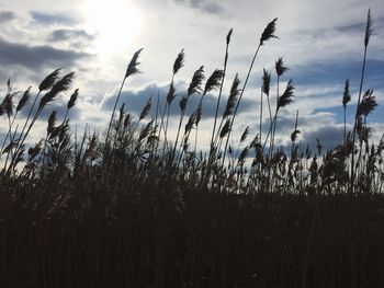 Close-up of silhouette trees against sky