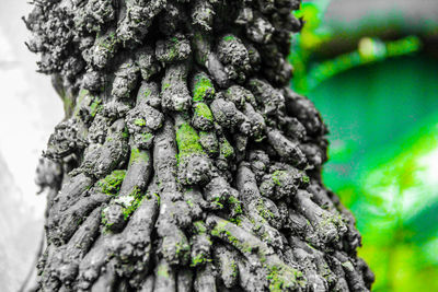 Close-up of lichen on tree trunk