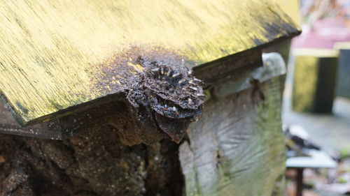 High angle view of insect on wood