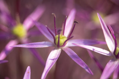 Close-up of purple flowering plant