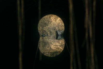 Portrait of an animal seen through glass