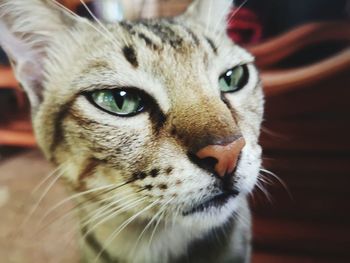 Close-up portrait of a cat