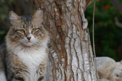 Portrait of a cat