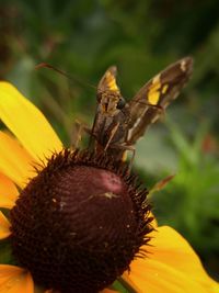 Close-up of bee on yellow flower