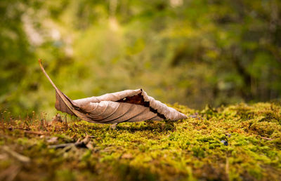 Surface level of fallen leaves