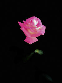 Close-up of pink rose against black background