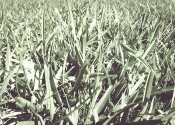 Full frame shot of plants growing on field