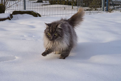 Cat on snow covered field