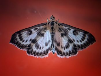 Close-up of butterfly on red background