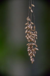 Close-up of flower buds hanging on twig