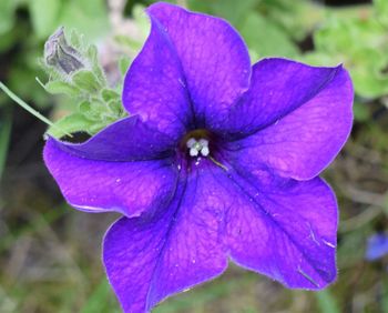 Close-up of purple flower