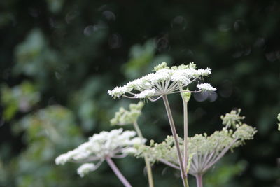 Close-up of white flowers