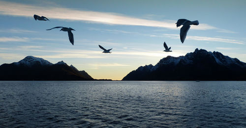 Seagulls flying over river against sky during sunset