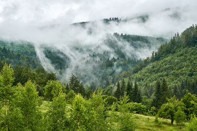 Scenic view of pine trees against sky