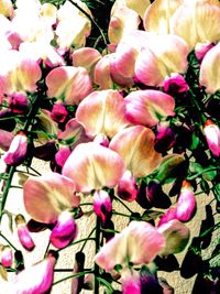 Close-up of pink flowers on tree