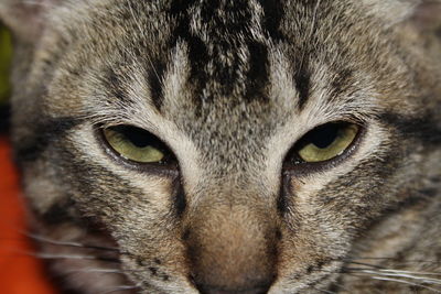 Close-up portrait of cat