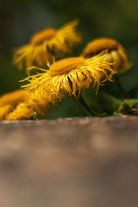 Close-up of yellow flowering plant