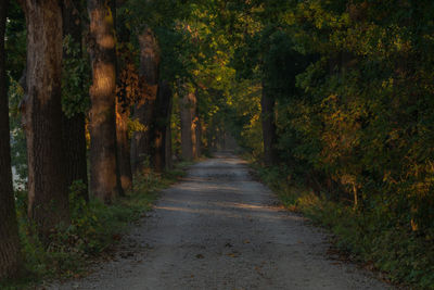 Road amidst trees in forest during autumn