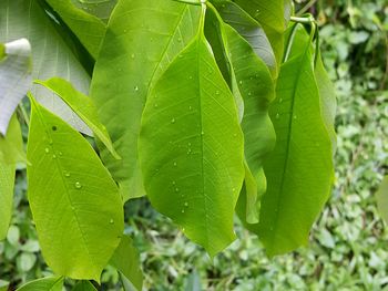 Close-up of leaves